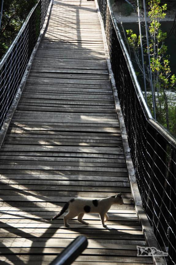 De cima da ponte, gato observa os peixes que passam no rio transparente logo abaixo, no Parque Nacional Los Alerces, ao norte de Trevelin, na patagônia argentina